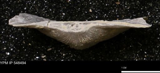 Stropheodonta callawayensis
