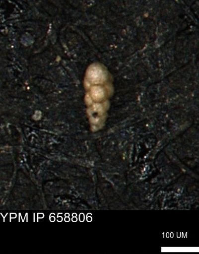 Verneuilinoides kansasensis