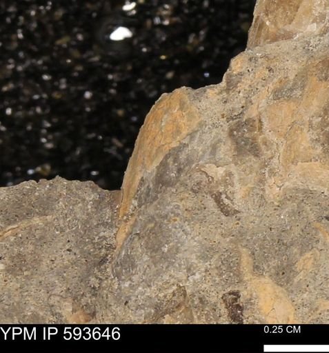 Baculites sp.