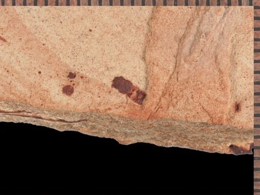 undet. Insecta