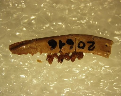 Adunator meizon