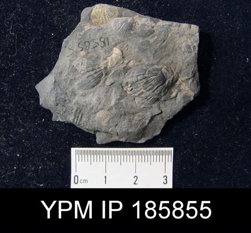 Leiorhynchus multicosta