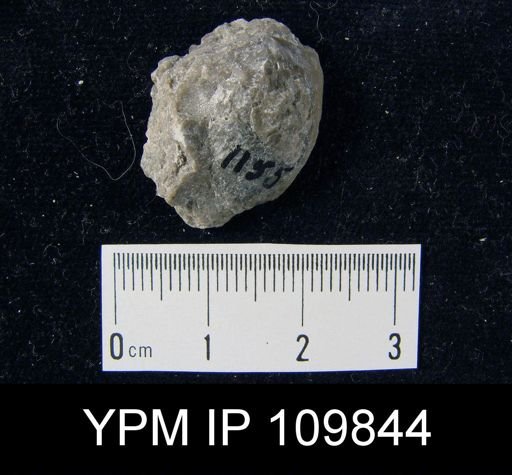 Atrypa reticularis