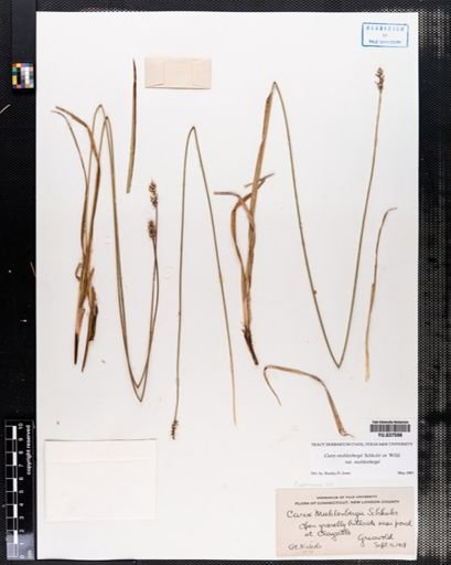 Carex muehlenbergii