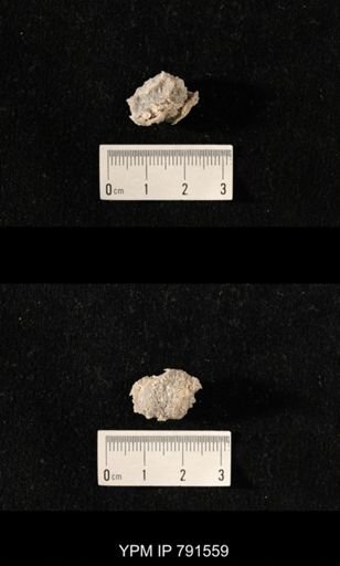 undet. Bryozoa