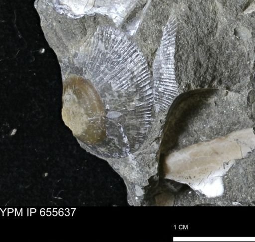 Oxytoma (Hypoxytoma) nebrascana
