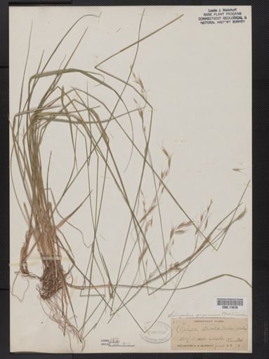 Schizachne purpurascens