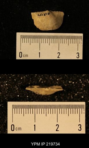 Chonetes granulifer
