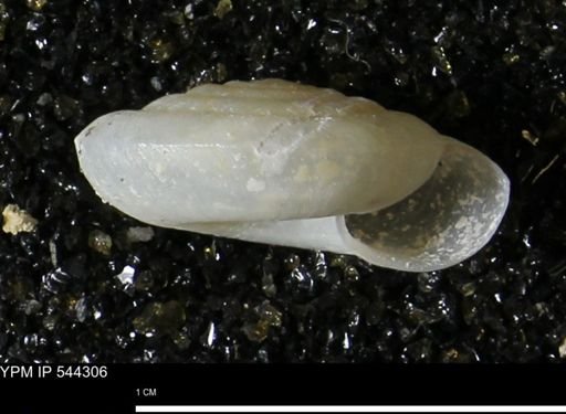 Poecilozonites (Discozonites) reinianus