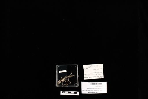 Uta stansburiana