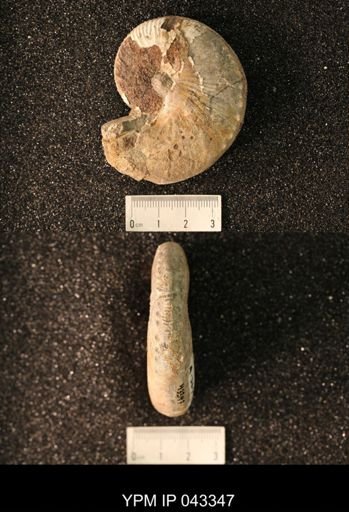 Hoploscaphites nicolletii