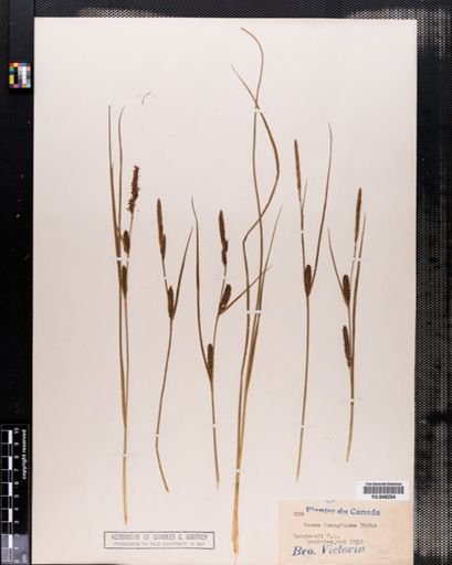 Carex lanuginosa