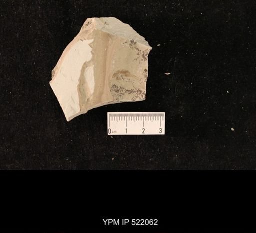 undet. Orthoptera