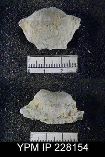 Dictyoclostus portlockianus var. crassicostatus