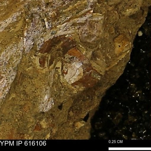 undet. Bivalvia