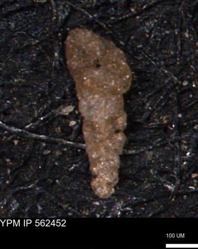 Verneuilinoides kansasensis