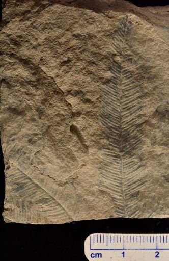 Calcaropteris boeselii