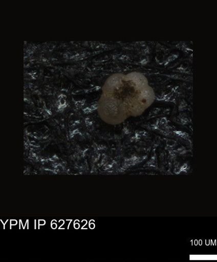 undet. Foraminiferida