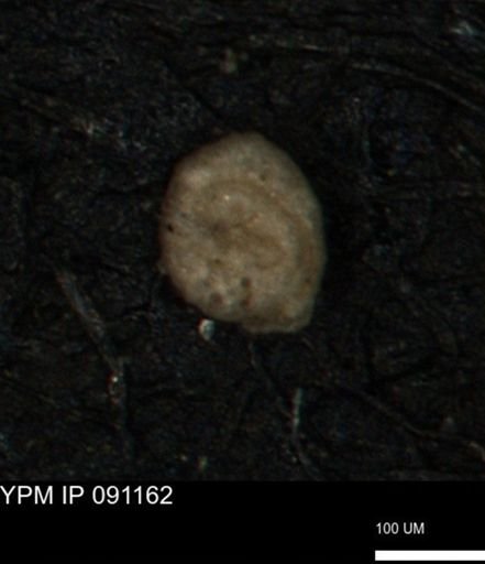 Miliammina inflata