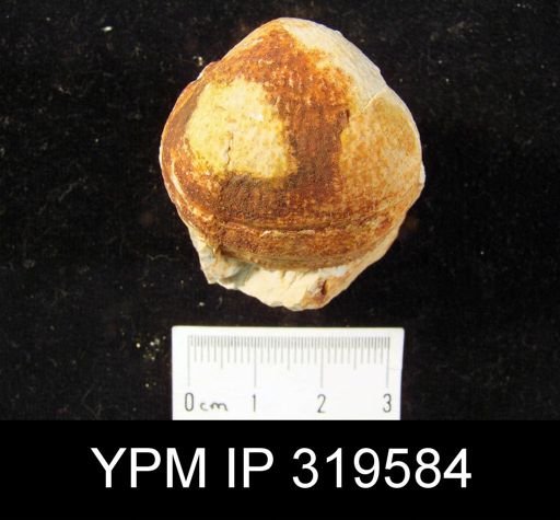 Productus sp.