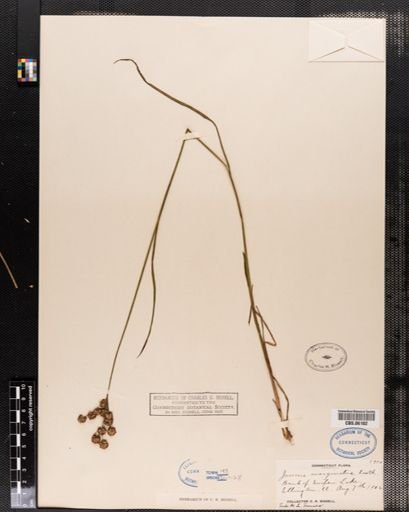 Juncus marginatus
