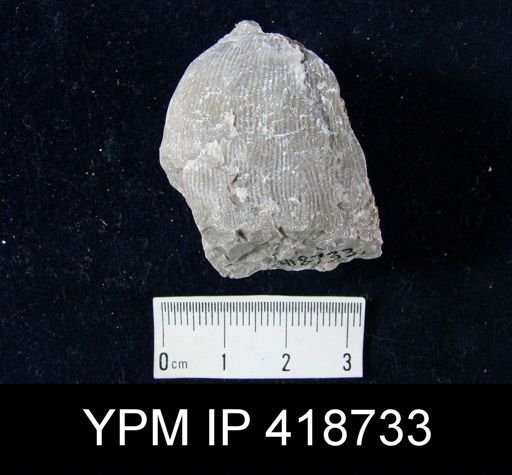 Linoproductus sp.