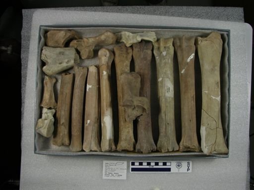 Equus sp.