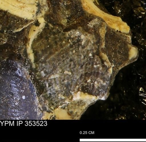 Parallelodon?