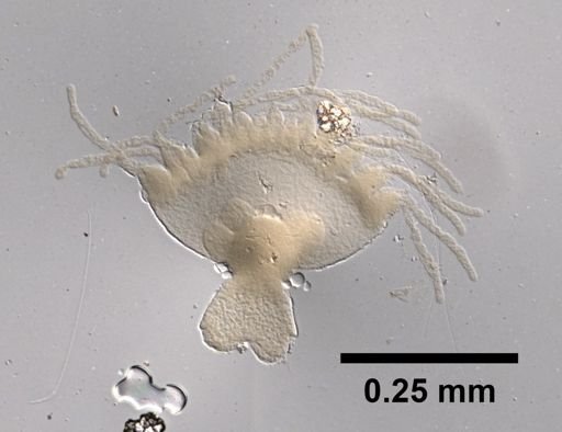Obelia longissima