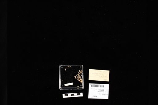 Hylidae