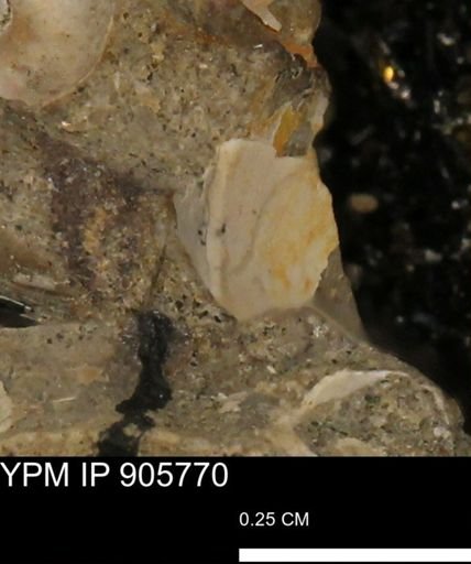 undet. Mollusca
