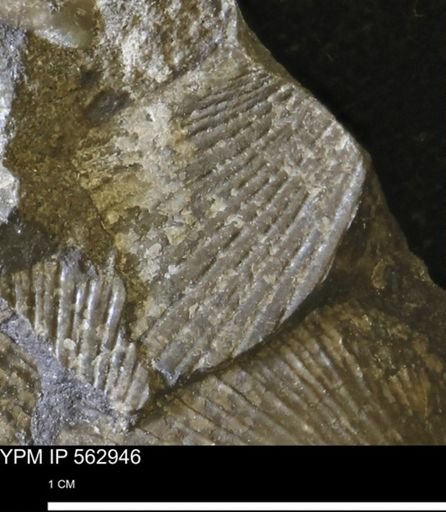 Oxytoma (Hypoxytoma) sp.