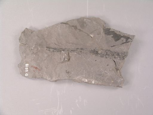 Lepidostrobus gracilis