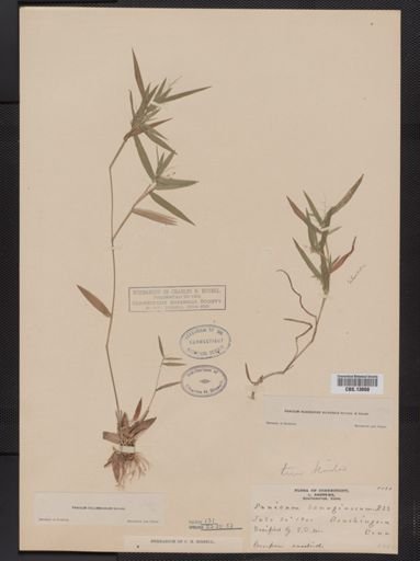 Panicum columbianum