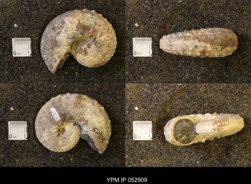 Discoscaphites gulosus
