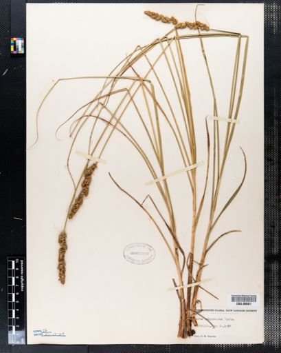 Carex vulpinoidea