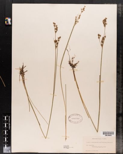 Juncus brevicaudatus