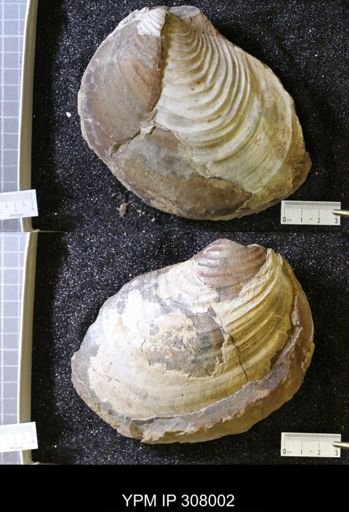 Inoceramus sp.