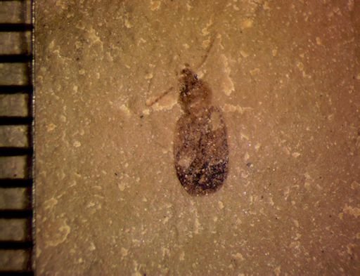 undet. Coleoptera