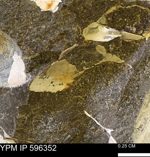 Limopsis striatopunctatus