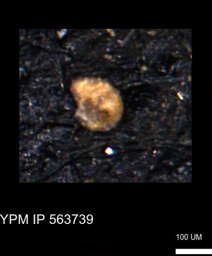 Verneuilinoides hectori