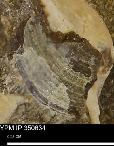 undet. Bivalvia