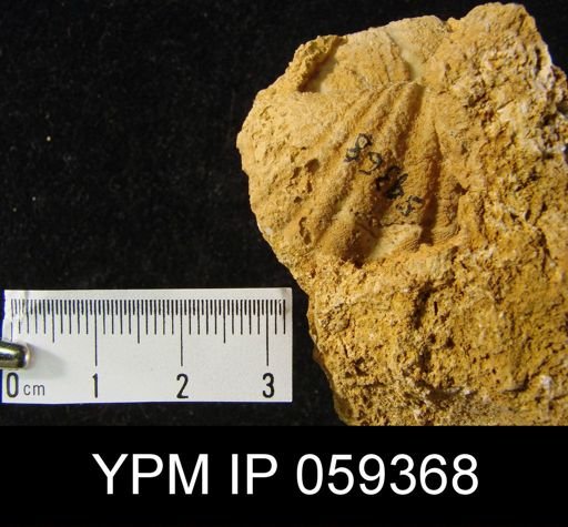 Spirifer perdewi