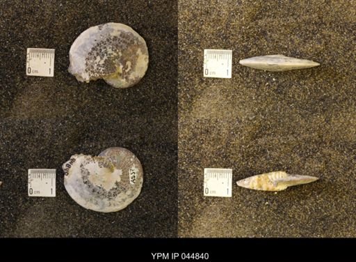 Sphenodiscus lenticularis