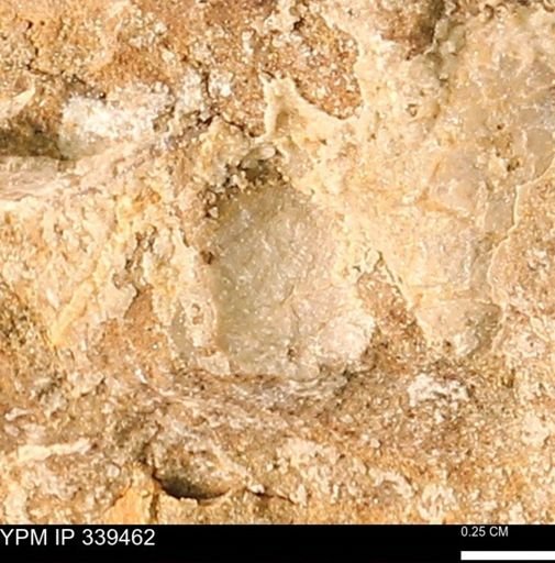 undet. Mollusca