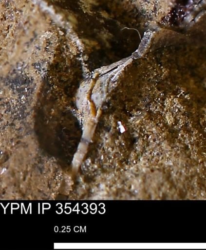 undet. Mollusca