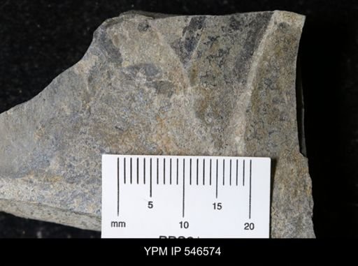 undet. Eurypterida