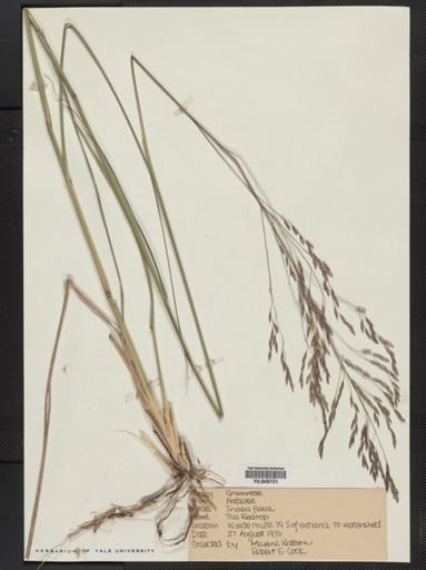Tridens flavus