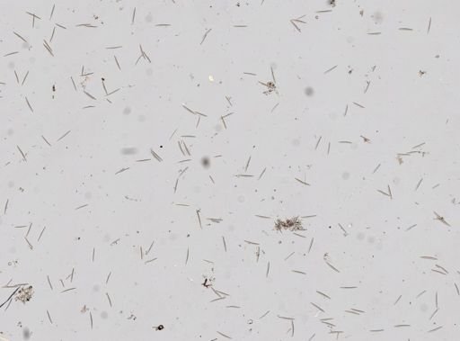 Haliclona sp.