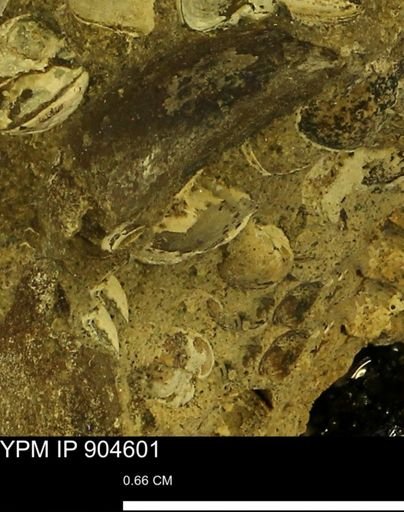 Corbulamella?
